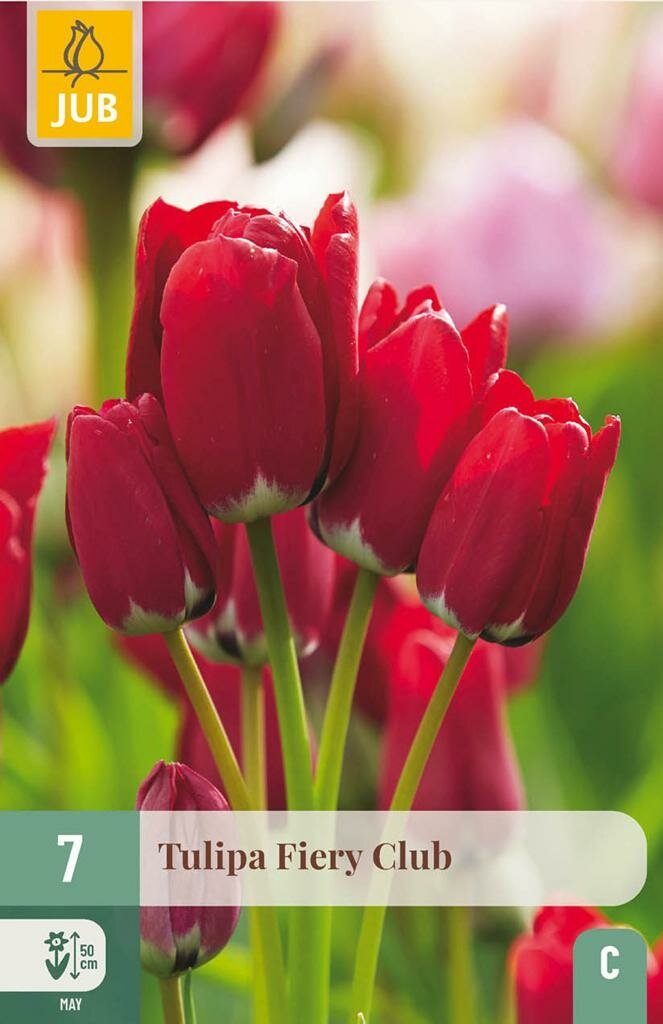 Tulp Fiery club 7 bollen