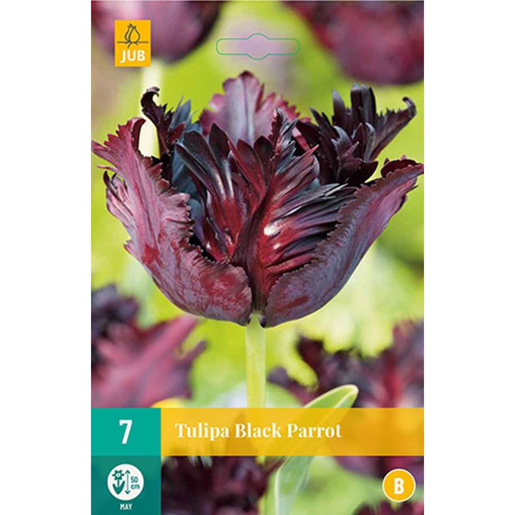 Tulp Black parrot 7 bollen