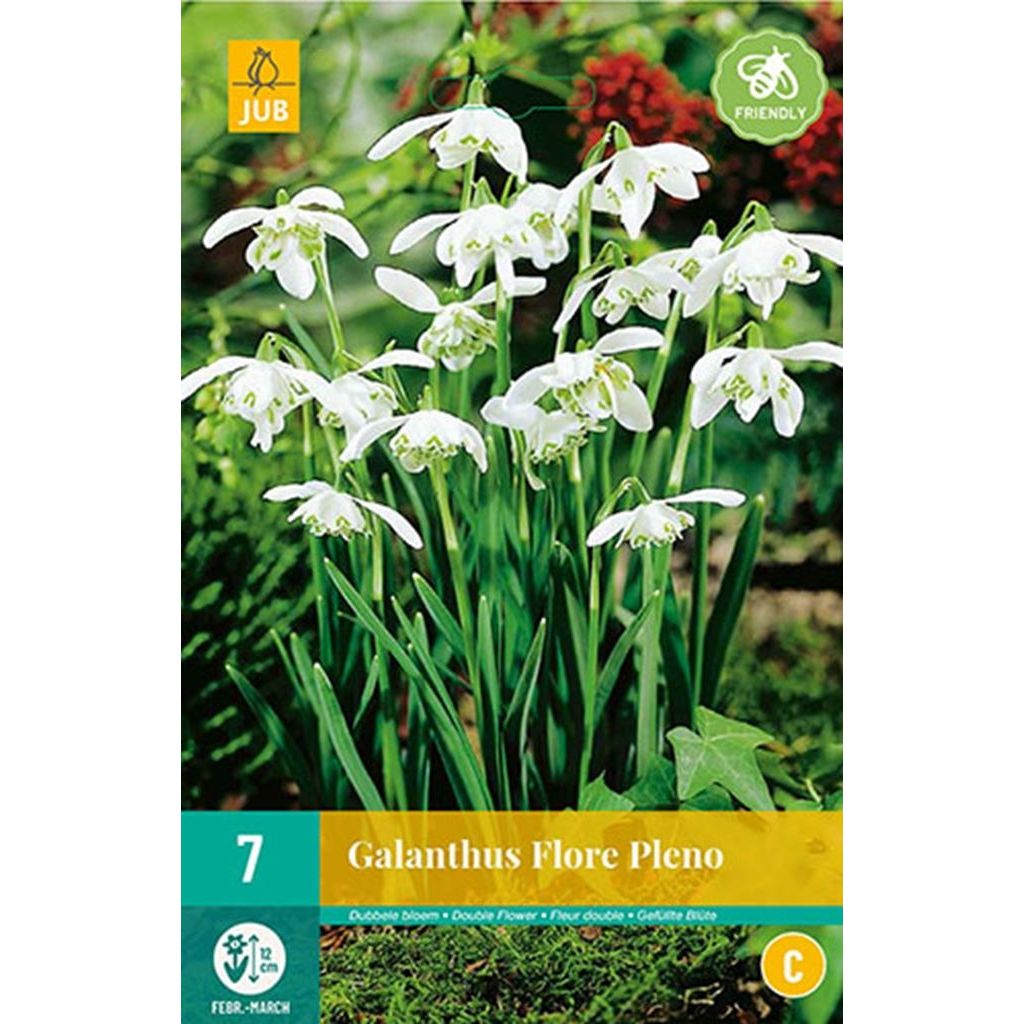 Galanthus flore pleno 7 bollen
