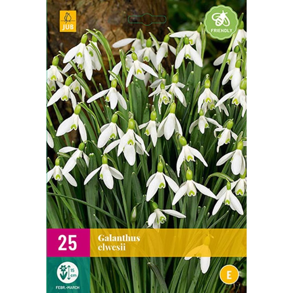 Galanthus elwesii 25 bollen