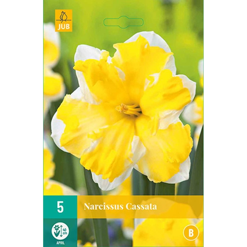 Narcis Cassata 5 bollen