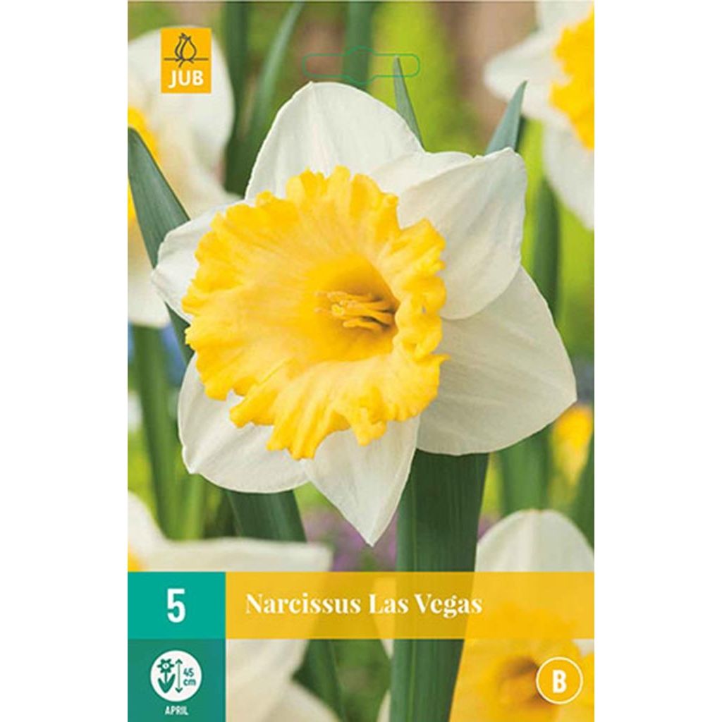 Narcis Las Vegas 5 bollen