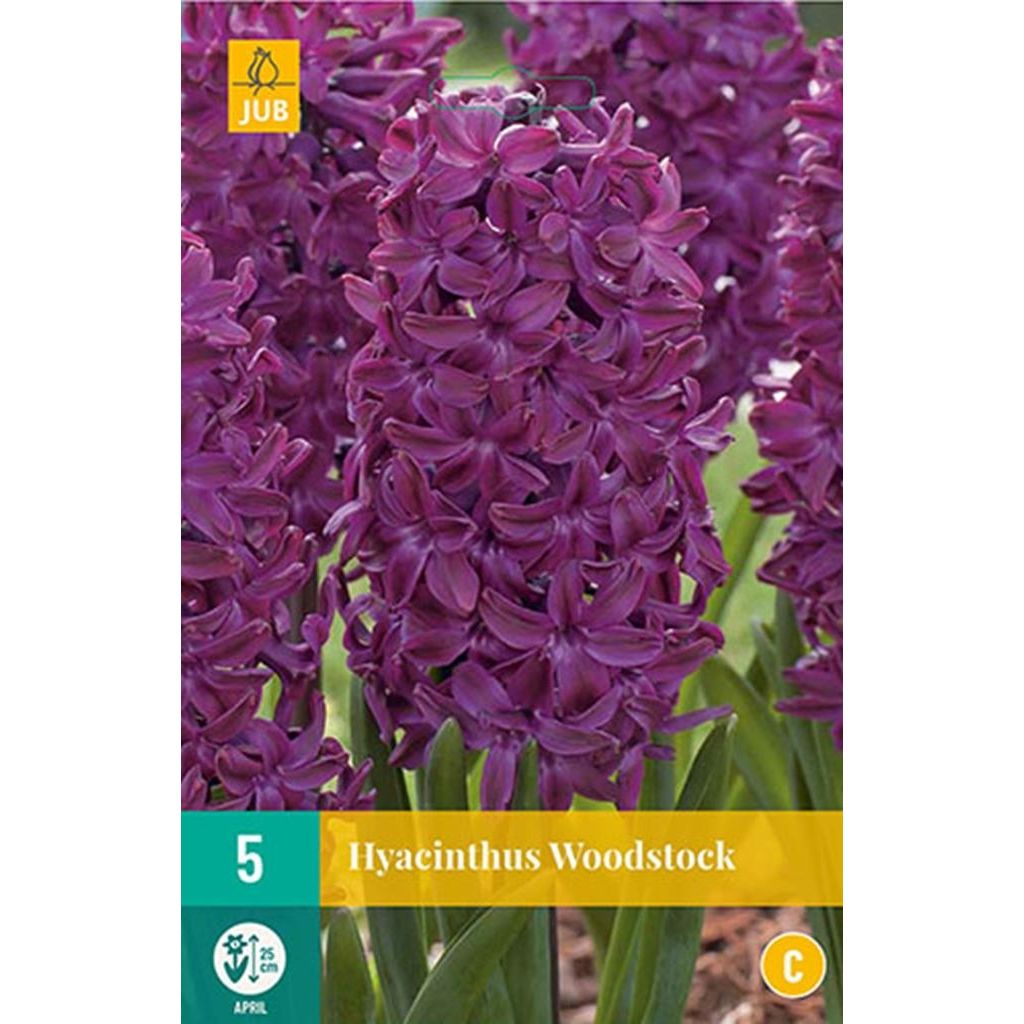 Hyacint woodstock 5 bollen