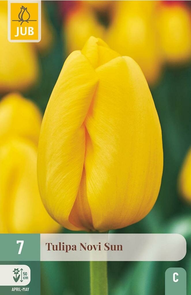 Tulp Novi sun 7 bollen