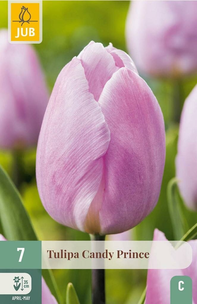 Tulp candy prince 7 bollen