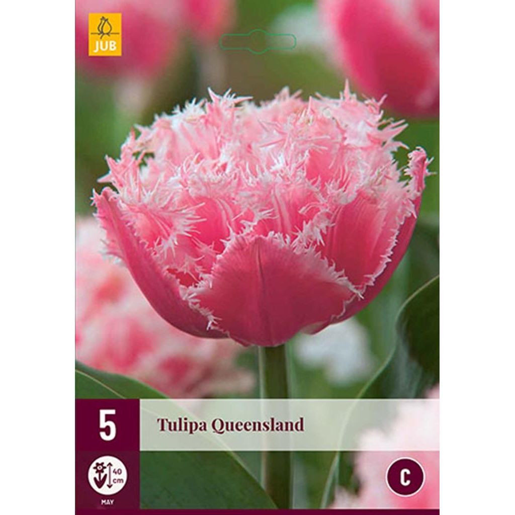 Tulpen Queensland 5 stuks