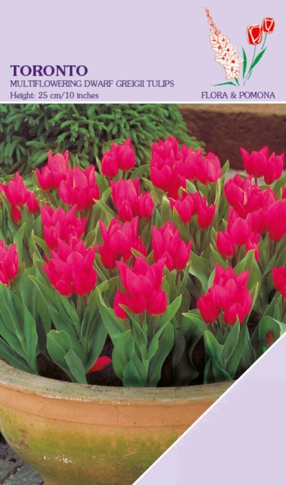 Tulp Toronto 12 bollen