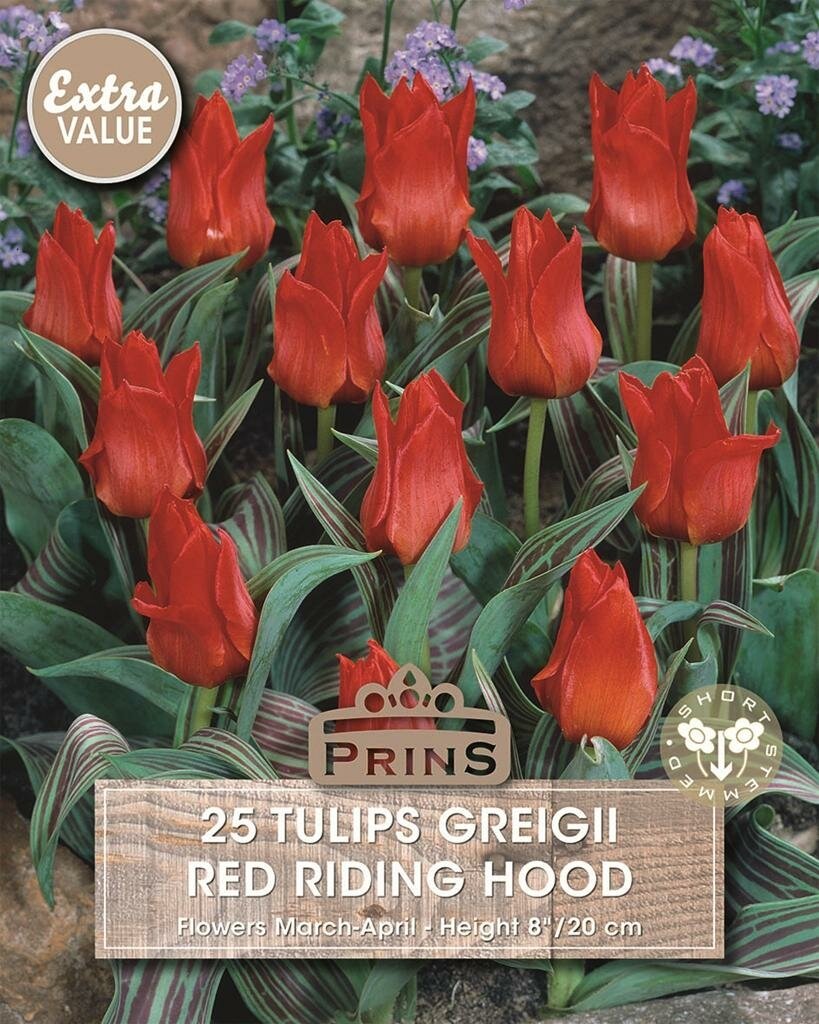 Prins tulp Red Riding Hood 25 bollen