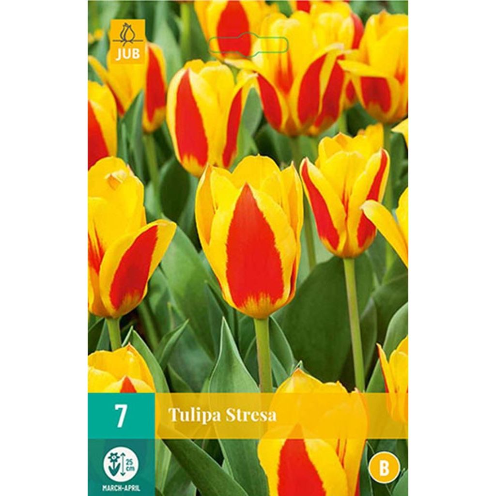Tulp Stresa 7 bollen