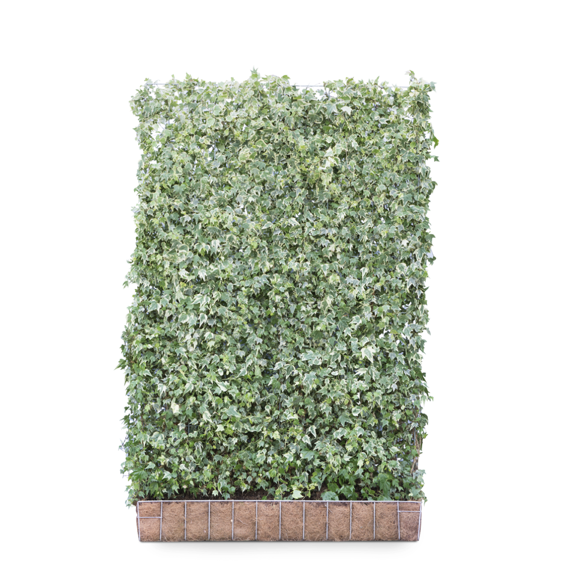 Tuinplant.nl Kleinbladige klimop kant en klaar haag