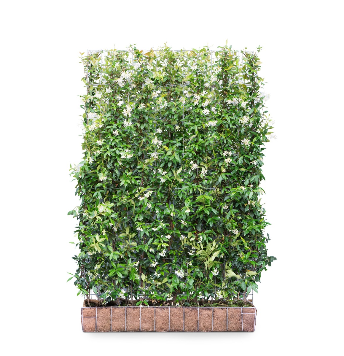 Tuinplant.nl Toscaanse jasmijn kant en klaar haag
