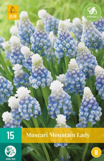 Jub Muscari Mountain Lady - 