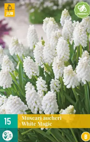 Jub Muscari White magic - 