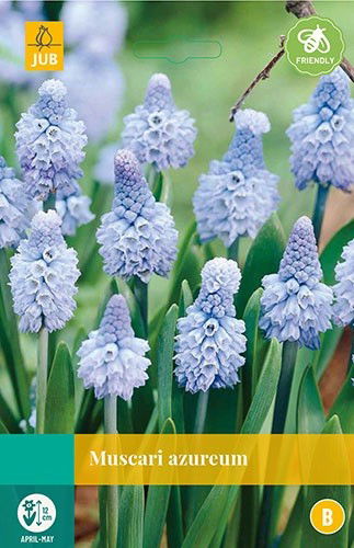 Jub Muscari azureum 8 bollen - 