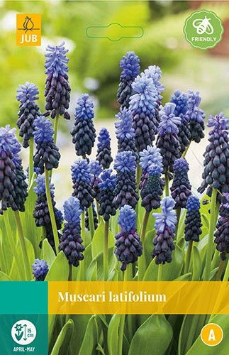 Jub Muscari latifolium 12 bollen - 