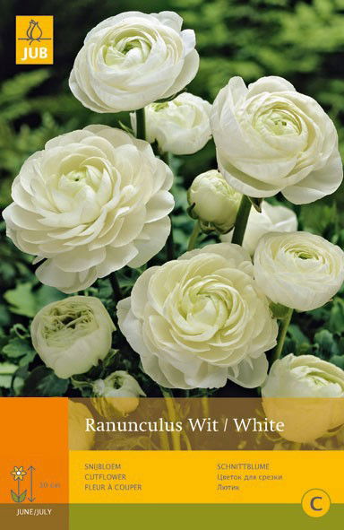 Jub 10 Ranunculus Wit Vj - 