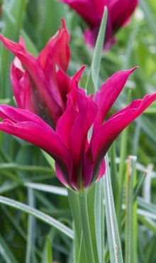 Jub Tulipa doll's minuet - 