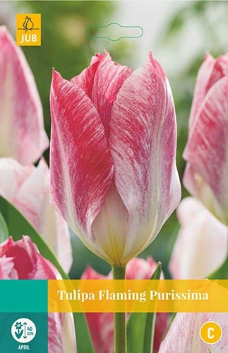 Jub Tulipa Flaming Purissima 8 bollen - 
