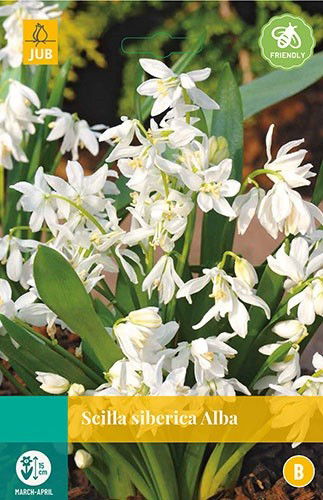 Jub Scilla siberica Alba 12 bollen - 