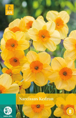 Jub Narcissus Kedron - 