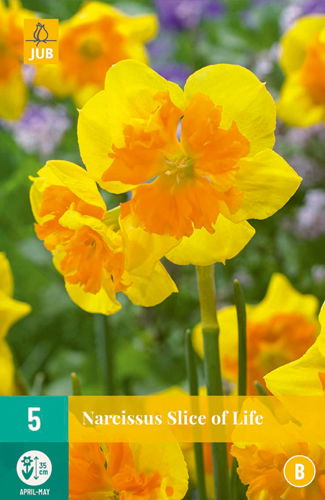 Jub Narcissus slice of life - 