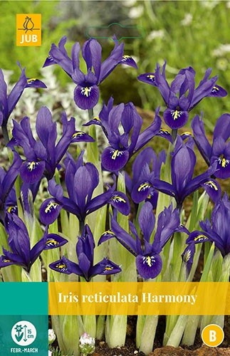 Jub Iris Harmony 12 bollen - 
