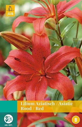 Jub Lilium rood 2 bollen - 