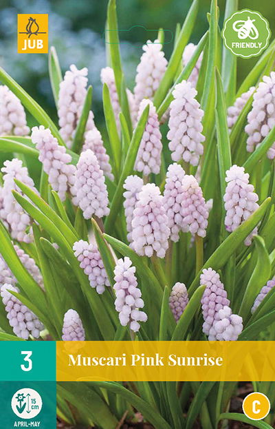 Jub Muscari Pink Sunrise - 