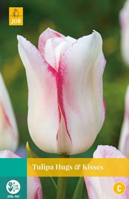 Jub Tulipa Hugs & kisses - 