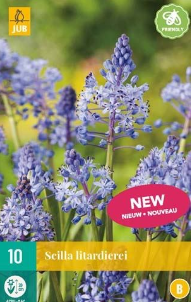 Jub Scilla litardierei - 