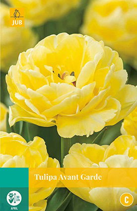 Jub Tulipa Avant Garde - 