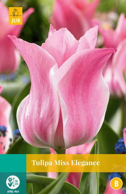 Jub Tulipa Miss Elegance - 