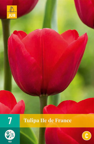 Jub Tulipa ile de france - 
