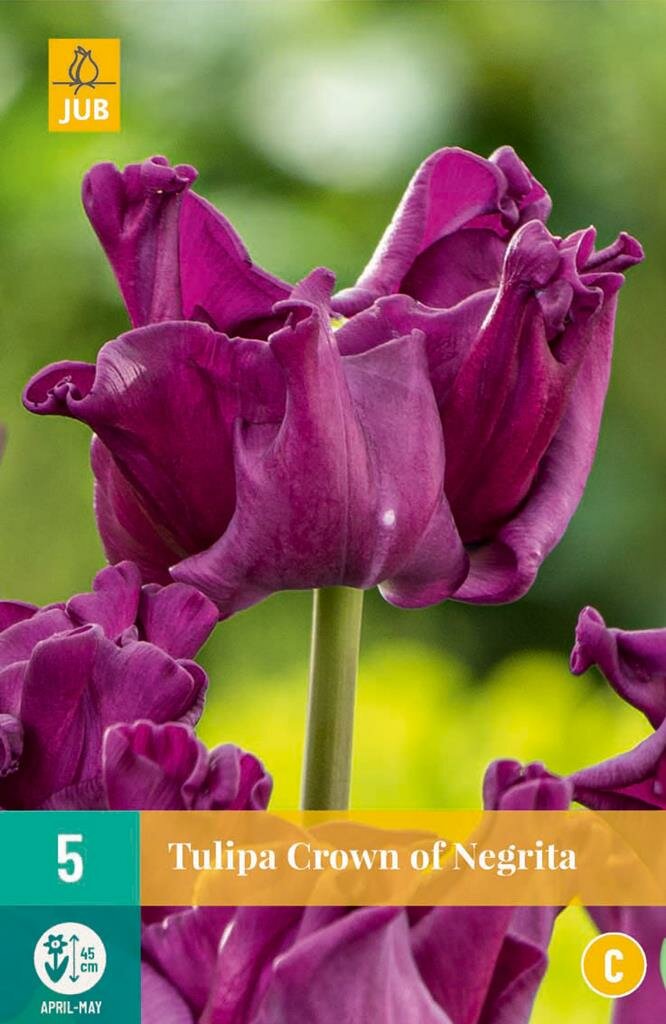 Jub Tulipa crown of negrita - 