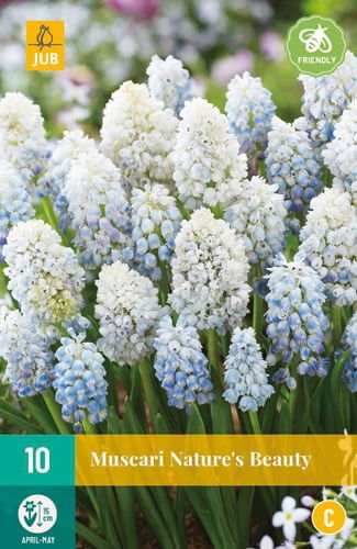 Jub Muscari nature's beauty - 