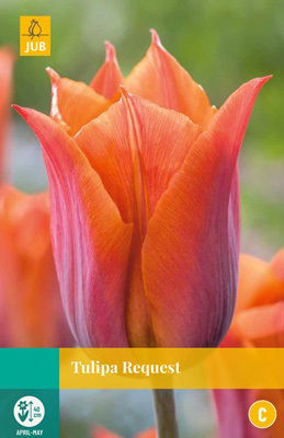 Jub Tulipa Request - 