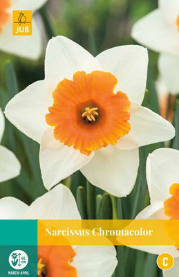 Jub Narcissus Chromacolor - 
