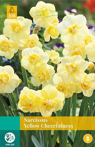 Jub Narcissus Yellow Cheerfulness 4 bollen - 