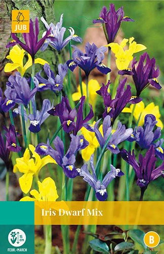 Jub Iris species mix 12 bollen - 