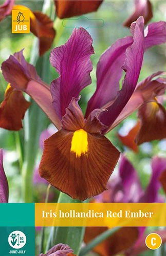Jub Iris hollandica Red Ember 8 bollen - 