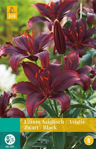Jub Lilium zwart 2 bollen - 