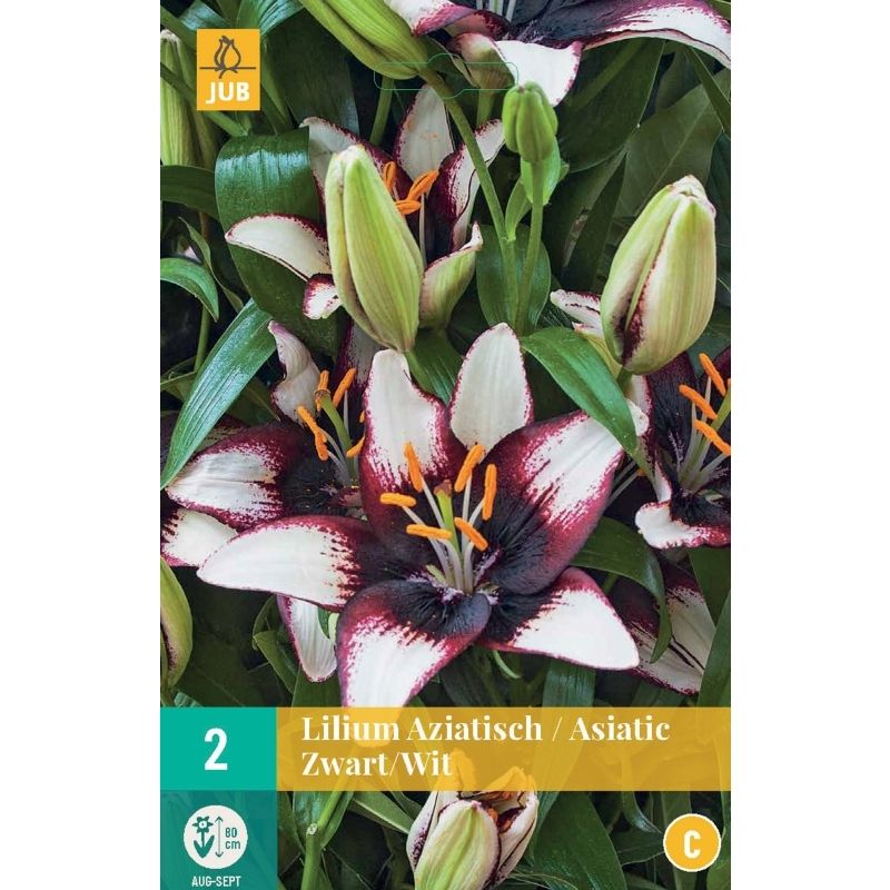 Jub Lilium aziatisch Zwart-Wit - 