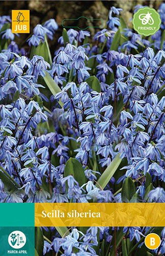 Jub Scilla siberica 15 bollen - 