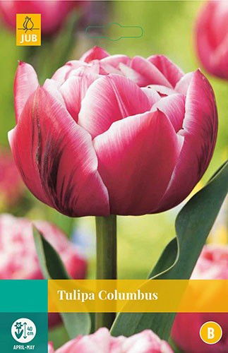 Jub Tulipa Columbus 5 bollen - 