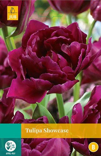 Jub Tulipa Showcase 5 bollen - 
