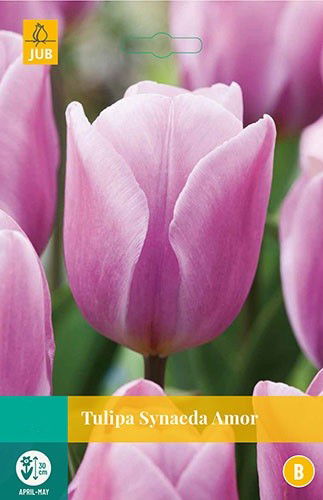 Jub Tulipa Synaeda Amor 8 bollen - 
