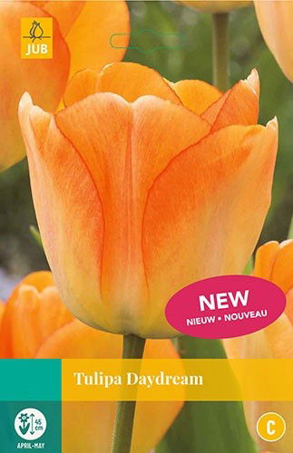 Jub Tulipa Daydream 8 bollen - 