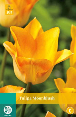 Jub Tulipa Moonblush - 