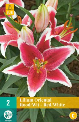 Jub Lilium oriental Red/White - 
