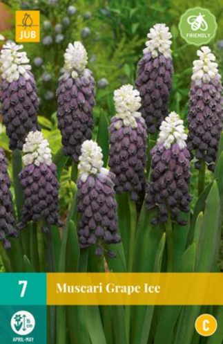 Jub Muscari Grape Ice - 